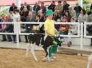 Mali Hodowcy VII Ogólnopolska Wystawa Bydła Hodowlanego w Sielinku 2012