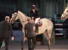 CAVALIADA 2013 w Poznaniu