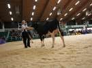Wystawa  Blickpunkt Rind 2013 w miejscowości Paaren/Glien (Niemcy)