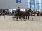 CAVALIADA 2013 w Poznaniu