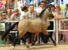 Zielone AGRO SHOW – POLSKIE ZBOŻA 2014 w Sielinku - niedziela