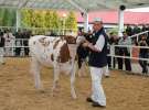 VII Ogólnopolska Wystawa Bydła Hodowlanego - Sielinko 2012