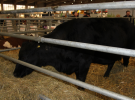 Międzynarodowe Targi Hodowli Zwierząt FARMA