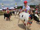 Wystawa Bydła: Konkurs Młodego Hodowcy - Opolagra 2011