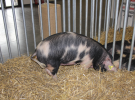 Międzynarodowe Targi Hodowli Zwierząt FARMA