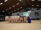 Wystawa  Blickpunkt Rind 2013 w miejscowości Paaren/Glien (Niemcy)
