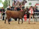 Prezentacja Championów na VII Ogólnopolskiej Wystawie Bydła Hodowlanego w Sielinku 2012