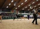 Wystawa  Blickpunkt Rind 2013 w miejscowości Paaren/Glien (Niemcy)