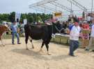 Superchampioni i championi Śląskiej Wystawy Bydła Mlecznego Opolagra 2011