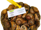 Hodowla ślimaków