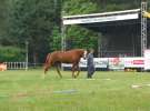 Wystawa Koni Sielinko 2011