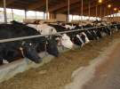 Wyjazd studyjny na farmę Langengrassau w Niemczech