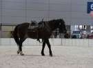 CAVALIADA 2013 w Poznaniu