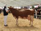 VII Ogólnopolska Wystawa Bydła Hodowlanego - Sielinko 2012