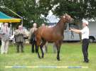 Wystawa Koni Sielinko 2011