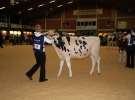 Wystawa  Blickpunkt Rind 2013 w miejscowości Paaren/Glien (Niemcy)