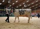 Wystawa  Blickpunkt Rind 2013 w miejscowości Paaren/Glien (Niemcy)