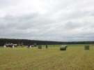 Pokazy maszyn Polskie Zboża Zielone Agro Show 2013