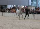 CAVALIADA 2013 w Poznaniu