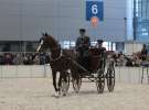 CAVALIADA 2013 w Poznaniu