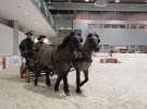 CAVALIADA 2013 w Poznaniu
