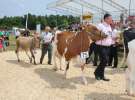 Superchampioni i championi Śląskiej Wystawy Bydła Mlecznego Opolagra 2011