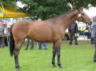 Wystawa Koni Sielinko 2011