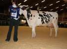 Wystawa  Blickpunkt Rind 2013 w miejscowości Paaren/Glien (Niemcy)