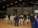 Wystawa  Blickpunkt Rind 2013 w miejscowości Paaren/Glien (Niemcy)