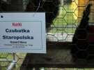 XX Targi Rolnicze Lubniewice - zwierzęta