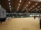 Wystawa  Blickpunkt Rind 2013 w miejscowości Paaren/Glien (Niemcy)