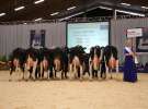 Wystawa  Blickpunkt Rind 2013 w miejscowości Paaren/Glien (Niemcy)