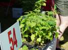 Oxytree na ZIELONE AGRO SHOW w Ułężu 2017