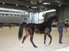CAVALIADA 2013 w Poznaniu