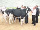 Wystawa bydła Sielinko 2011