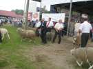Owce- Szepietowo 2012 XIX Regionalna Wystawa Zwierząt Hodowlanych