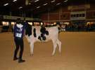 Wystawa  Blickpunkt Rind 2013 w miejscowości Paaren/Glien (Niemcy)