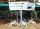 XX Targi Rolnicze Lubniewice - zwierzęta