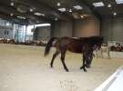 CAVALIADA 2013 w Poznaniu