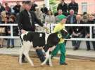 Mali Hodowcy VII Ogólnopolska Wystawa Bydła Hodowlanego w Sielinku 2012