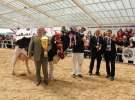 Championi VII Ogólnopolskiej Wystawy Bydła Hodowlanego - Sielinko 2012