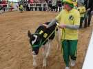 Mali Hodowcy VII Ogólnopolska Wystawa Bydła Hodowlanego w Sielinku 2012