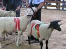 Owce- Szepietowo 2012 XIX Regionalna Wystawa Zwierząt Hodowlanych