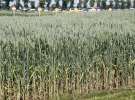 Zielone AGRO SHOW – POLSKIE ZBOŻA 2014 w Sielinku - niedziela