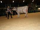 Wystawa  Blickpunkt Rind 2013 w miejscowości Paaren/Glien (Niemcy)