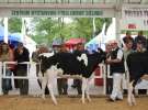 VII Ogólnopolska Wystawa Bydła Hodowlanego - Sielinko 2012