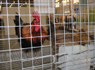Międzynarodowe Targi Hodowli Zwierząt FARMA
