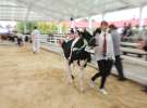 Wystawa bydła Sielinko 2011