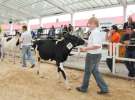 Wystawa bydła Sielinko 2011