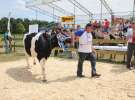 Superchampioni i championi Śląskiej Wystawy Bydła Mlecznego Opolagra 2011